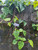 Daun Sirih (Piper Betle) Dried Betel Leaves, 30 Grams