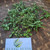 Bayam Dempo (Alternanthera philoxeroides) Alligator Weed, 90 Grams