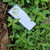 Bayam Dempo (Alternanthera philoxeroides) Alligator Weed, 180 Grams