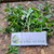Bayam Dempo (Alternanthera philoxeroides) Alligator Weed, 180 Grams