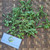 Bayam Dempo (Alternanthera philoxeroides) Alligator Weed, 180 Grams