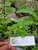 Meniran (Phyllanthus urinaria) Chamber Bitter, 600 Gram