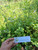 Bandotan (Ageratum conyzoides) Billygoat weed, 90 Gram