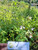 Bandotan (Ageratum conyzoides) Billygoat weed, 360 Grams