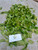 Bandotan (Ageratum conyzoides) Billygoat weed, 360 Grams