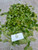 Bandotan (Ageratum conyzoides) Billygoat weed, 360 Grams
