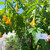 Angel's Trumpet Flower (Brugmansia suaveolens), 180 Grams