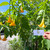 Angel's Trumpet Flower (Brugmansia suaveolens), 360 Grams