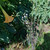 Angel's Trumpet Flower (Brugmansia suaveolens), 600 Grams