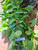 Bungur (Lagerstroemia speciosa), 180 Grams