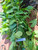 Bungur (Lagerstroemia speciosa), 360 Grams