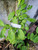 Bungur (Lagerstroemia speciosa), 600 Grams
