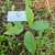 Sirih hutan (Piper aduncum) spiked pepper, 360 Grams