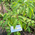 Sirih hutan (Piper aduncum) spiked pepper, 360 Grams