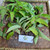 Sirih hutan (Piper aduncum) spiked pepper, 360 Grams