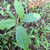 Sirih hutan (Piper aduncum) spiked pepper, 600 Grams