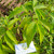 Sirih hutan (Piper aduncum) spiked pepper, 600 Grams
