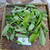 Sirih hutan (Piper aduncum) spiked pepper, 600 Grams
