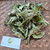 Sirih hutan (Piper aduncum) spiked pepper, 780 Grams