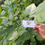Dadap (Erythrina variegata) Coraltree, 360 Gram