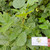 Dadap (Erythrina variegata) Coraltree, 360 Gram