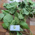 Dadap (Erythrina variegata) Coraltree, 360 Gram