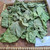 Dadap (Erythrina variegata) Coraltree, 360 Gram