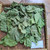 Dadap (Erythrina variegata) Coraltree, 360 Gram