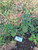 Sangketan (Heliotropium indicum) Indian Turnsole, 600 Gram