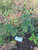 Sangketan (Heliotropium indicum) Indian Turnsole, 780 Gram
