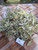 Gandarusa - Justicia Gendarussa, 780 Grams