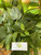 Mahoni (Swietenia mahagoni), 90 Gram