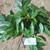 Mahoni (Swietenia mahagoni), 90 Gram