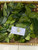 Mahoni (Swietenia mahagoni), 180 Gram
