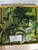 Mahoni (Swietenia mahagoni), 180 Gram