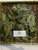 Mahoni (Swietenia mahagoni), 180 Gram