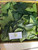 Mahoni (Swietenia mahagoni), 360 Gram