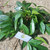 Mahoni (Swietenia mahagoni), 360 Gram