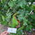 Waru (Hibiscus tiliaceus) Sea Hibiscus, 90 Grams