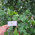 Waru (Hibiscus tiliaceus) Sea Hibiscus, 90 Grams
