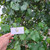 Waru (Hibiscus tiliaceus) Sea Hibiscus, 600 Grams