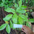 Daun Kopi - Coffee Leaves, 180 Grams