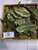 Daun Kopi - Coffee Leaves, 780 Grams