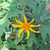 Kipahit (Tithonia diversifolia) Mexican Sunflower, 180 Grams