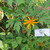 Kipahit (Tithonia diversifolia) Mexican Sunflower, 180 Grams