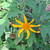 Kipahit (Tithonia diversifolia) Mexican Sunflower, 360 Grams