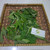 Kipahit (Tithonia diversifolia) Mexican Sunflower, 600 Grams