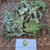 Kipahit (Tithonia diversifolia) Mexican Sunflower, 600 Grams