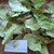 Jambu Mete (Anacardium occidentale) Cashew, 90 Grams