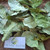 Jambu Mete (Anacardium occidentale) Cashew, 180 Grams